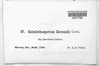 Curvularia ravenelii image